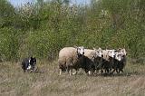 BORDER COLLIE - MOUTONS 076